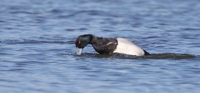 Kleine Topper (Lesser Scaup)