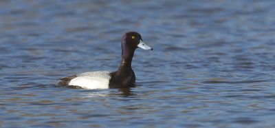 Kleine Topper (Lesser Scaup)