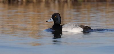 Kleine Topper (Lesser Scaup)