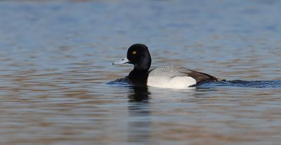 Kleine Topper (Lesser Scaup)