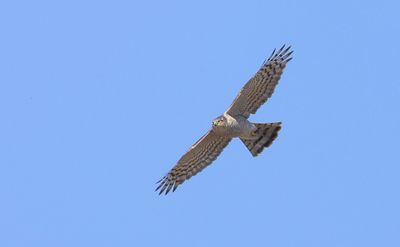 Sperwer (Eurasian Sparrowhawk)
