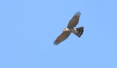 Sperwer (Eurasian Sparrowhawk)