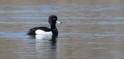 Kuifeend (Tufted Duck)