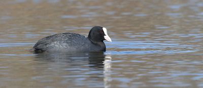Meerkoet (Eurasian Coot)