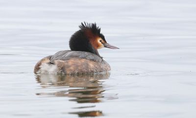 Fuut (Great Crested Grebe)