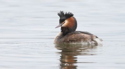 Fuut (Great Crested Grebe)