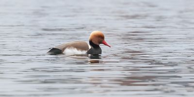 Krooneend (Red-crested Pochard)