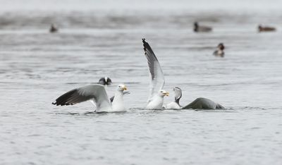 Kleine Mantelmeeuw (Lesser Black-backed Gull)