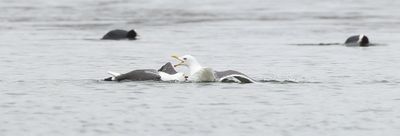 Kleine Mantelmeeuw (Lesser Black-backed Gull)