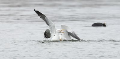 Kleine Mantelmeeuw (Lesser Black-backed Gull)
