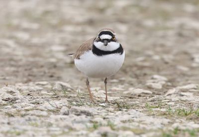 Kleine Plevier (Little Ringed Plover)