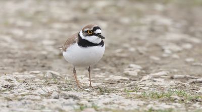 Kleine Plevier (Little Ringed Plover)