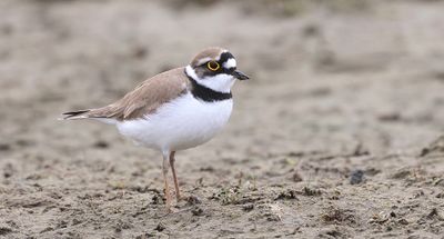 Kleine Plevier (Little Ringed Plover)