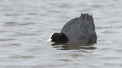 Meerkoet (Eurasian Coot)