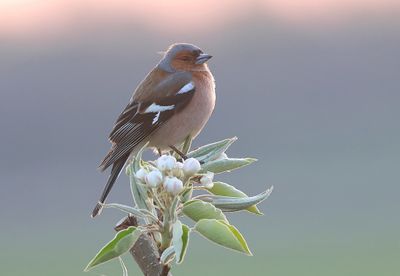 Vink (Common Chaffinch)