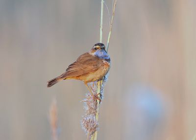 Blauwborst (Bluethroat)