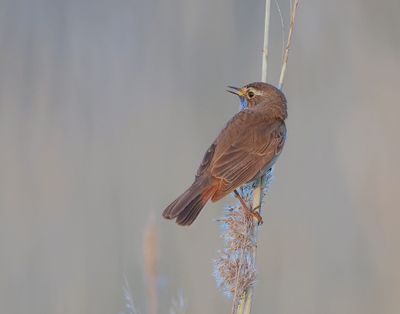 Blauwborst (Bluethroat)