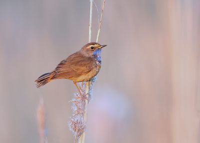 Blauwborst (Bluethroat)