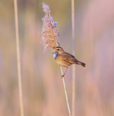 Blauwborst (Bluethroat)