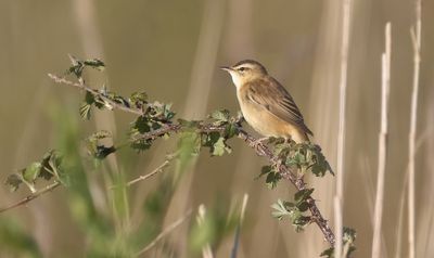Rietzanger (Sedge Warbler)