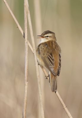 Rietzanger (Sedge Warbler)
