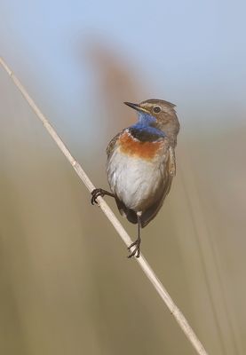 Blauwborst (Bluethroat) 