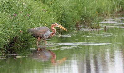 Purperreiger (Purple Heron)