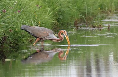 Purperreiger (Purple Heron)