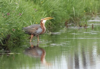 Purperreiger (Purple Heron)