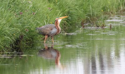 Purperreiger (Purple Heron)