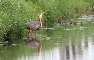 Purperreiger (Purple Heron)