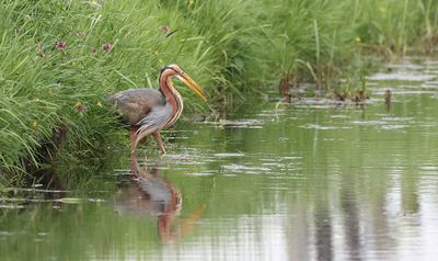 Purperreiger (Purple Heron)
