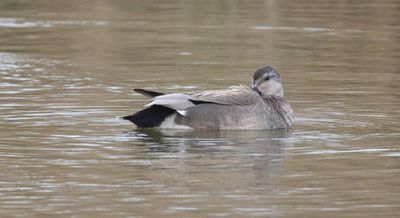 Krakeend (Gadwall)