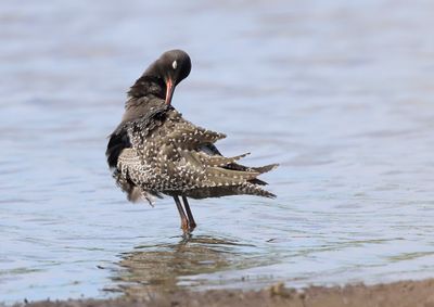 Zwarte Ruiter (Spotted Redshank)