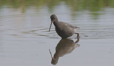 Zwarte Ruiter (Spotted Redshank)