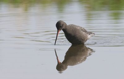 Zwarte Ruiter (Spotted Redshank)