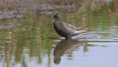 Zwarte Ruiter (Spotted Redshank)