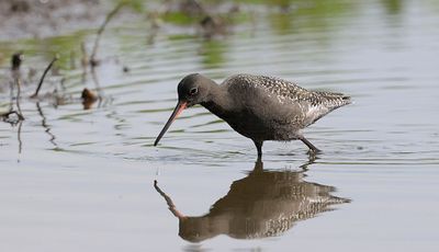 Zwarte Ruiter (Spotted Redshank)