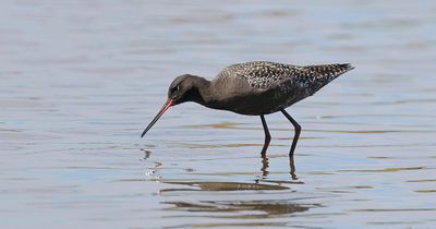 Zwarte Ruiter (Spotted Redshank)