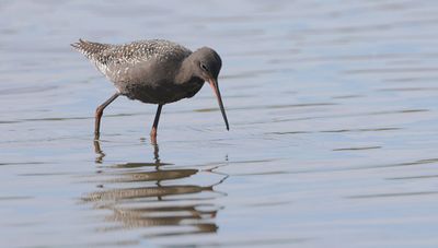 Zwarte Ruiter (Spotted Redshank)