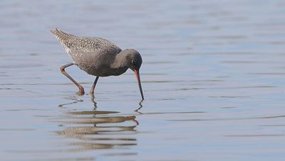 Zwarte Ruiter (Spotted Redshank)