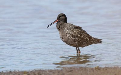 Zwarte Ruiter (Spotted Redshank)