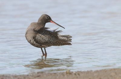 Zwarte Ruiter (Spotted Redshank)