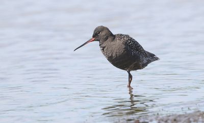 Zwarte Ruiter (Spotted Redshank)