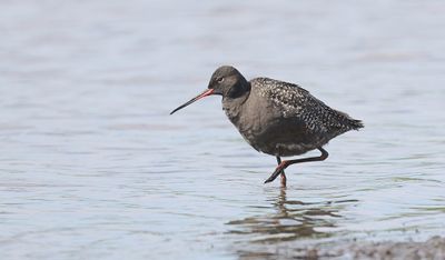 Zwarte Ruiter (Spotted Redshank)