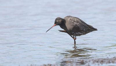 Zwarte Ruiter (Spotted Redshank)