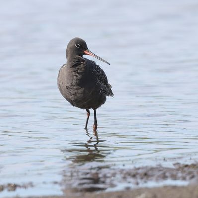 Zwarte Ruiter (Spotted Redshank)