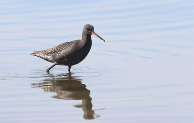 Zwarte Ruiter (Spotted Redshank)