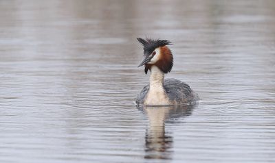 Fuut (Great Crested Grebe)