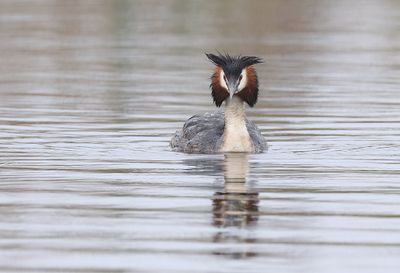 Fuut (Great Crested Grebe)